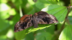 Ebrietas