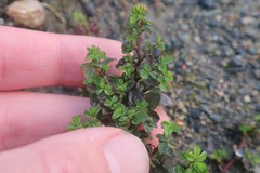 Trifolium dubium