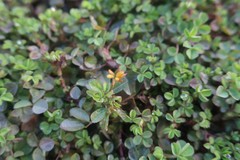 Trifolium dubium