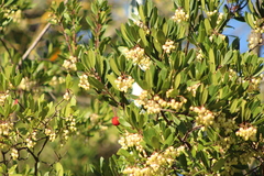 Arbutus unedo
