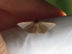 Banisia