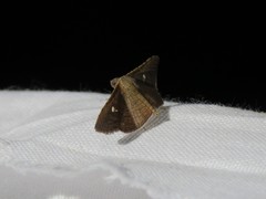 Banisia