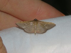 Banisia