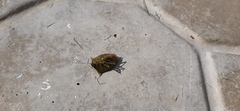 Pentatomoidea