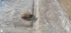 Pentatomoidea
