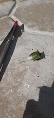 Pentatomoidea