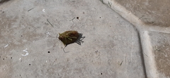 Pentatomoidea