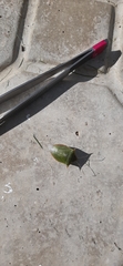 Pentatomoidea