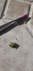 Pentatomoidea