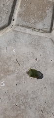 Pentatomoidea