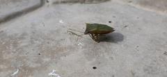 Pentatomoidea