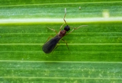 Mycetomoellerius jamaicensis