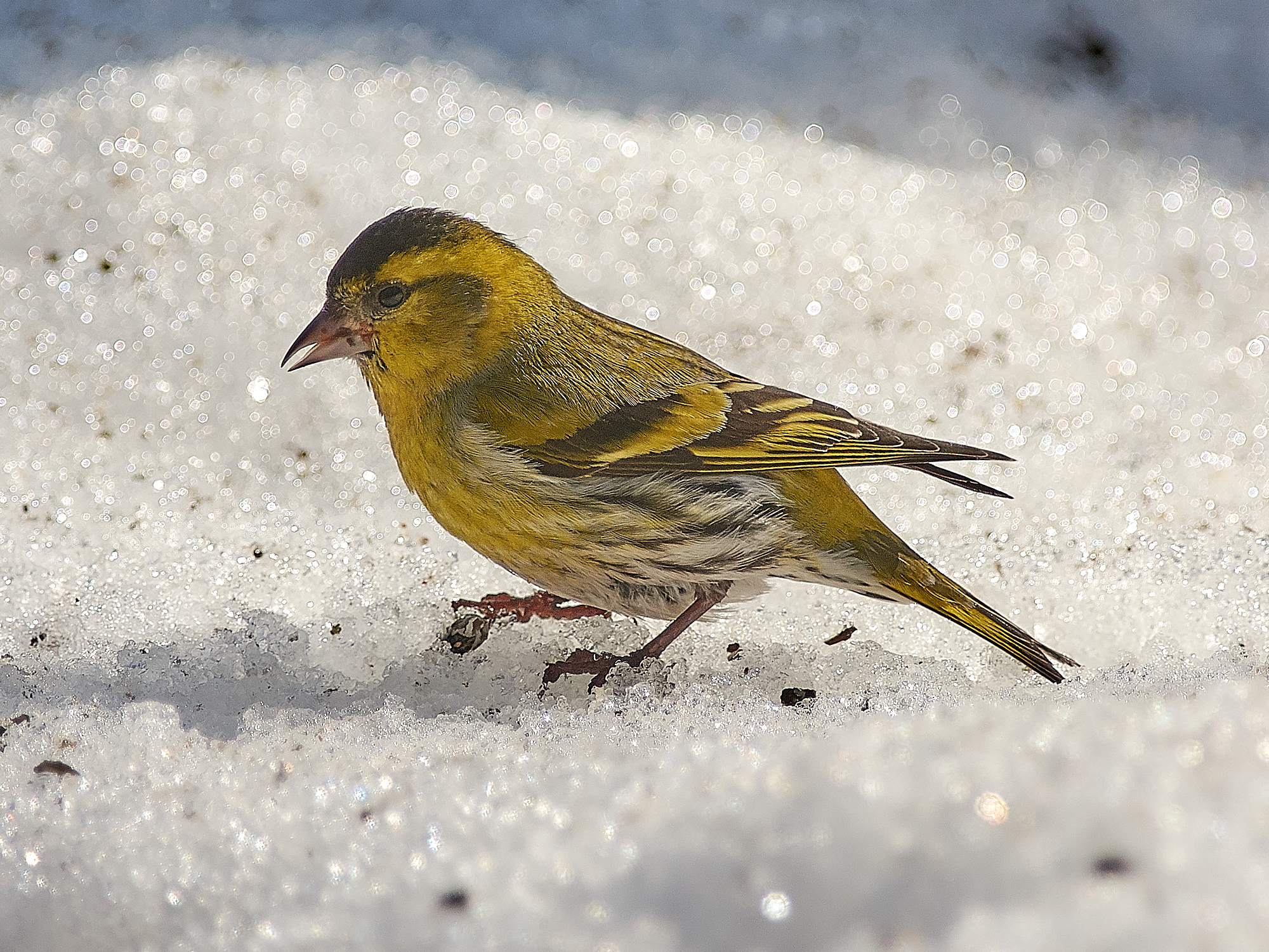 Eurasian Siskin (Spinus spinus)