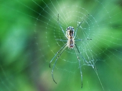 Leucauge regnyi