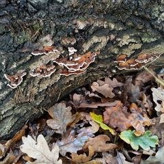 Trametes versicolor