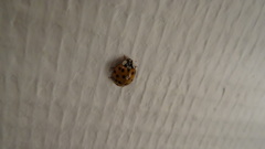 Harmonia axyridis