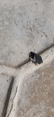 Pangaeus bilineatus