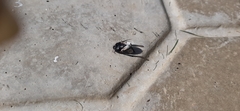 Pangaeus bilineatus