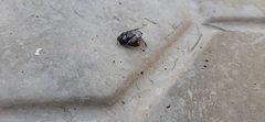 Pangaeus bilineatus