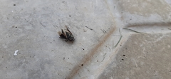 Pangaeus bilineatus