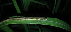 Takydromus sexlineatus