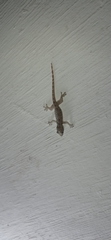 Hemidactylus platyurus