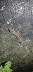 Hemidactylus frenatus