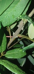 Hemidactylus frenatus