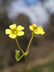 Oxalis thompsoniae