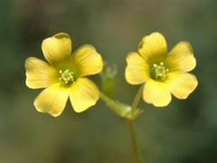 Oxalis thompsoniae