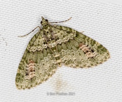 Chloroclystis rubroviridis