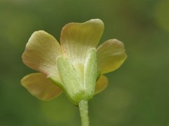 Oxalis thompsoniae