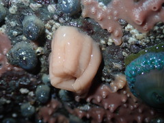 Diaulula sandiegensis