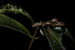 Pareas carinatus