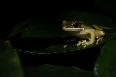 Chalcorana chalconota