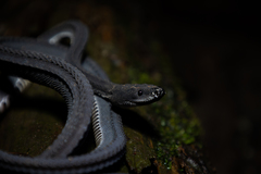 Xenodermus javanicus