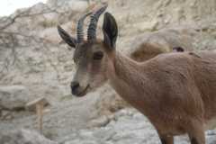 Capra nubiana