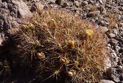 Maihueniopsis camachoi