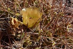 Maihueniopsis camachoi