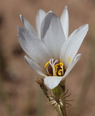 Zephyranthes jamesonii