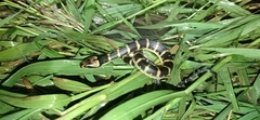 Homalopsis buccata