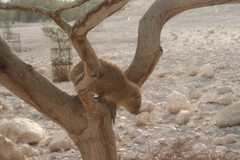 Procavia capensis habessinicus