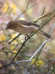 Phylloscopus collybita