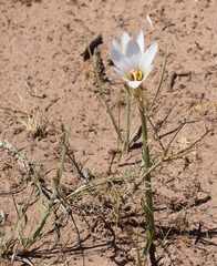 Zephyranthes jamesonii