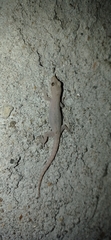 Hemidactylus frenatus