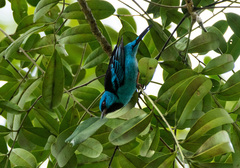 Dacnis cayana