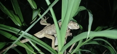 Calotes versicolor