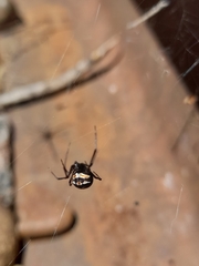 Latrodectus mirabilis