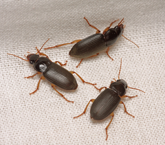 Harpalus griseus
