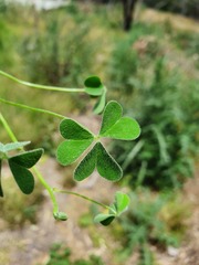 Oxalis thompsoniae